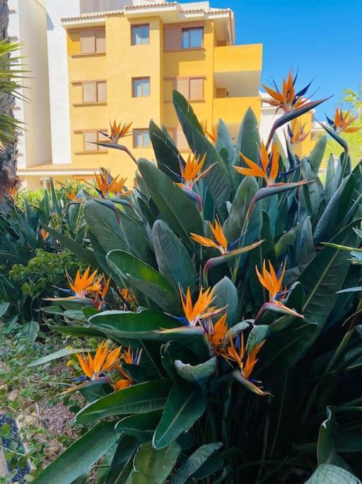 Casa De Flores Torrevieja Buitenkant foto